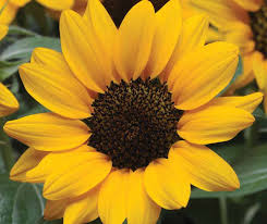 Helianthus (Sunflower) Ballad F1