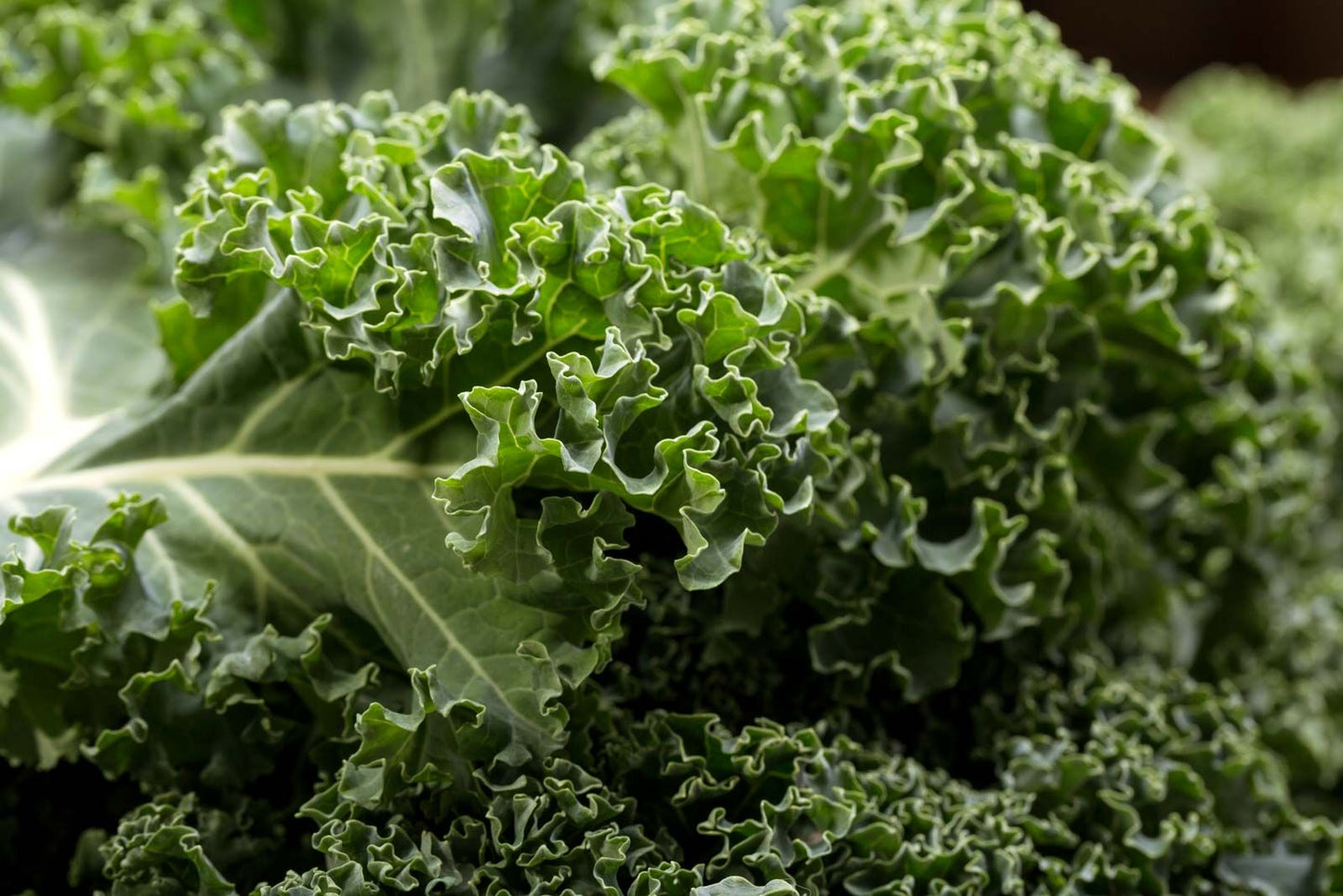 Curly Kale Seeds