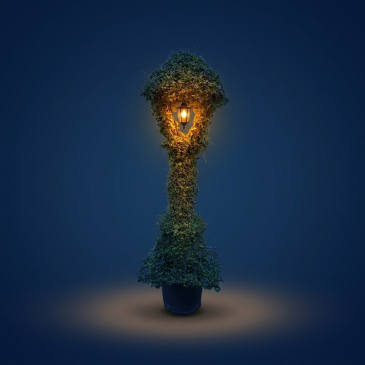 Natural Lamp topiary lit up after dark, lantern glowing inside the foliage