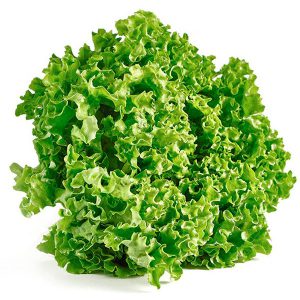 Lettuce Sativa Batavia Seeds