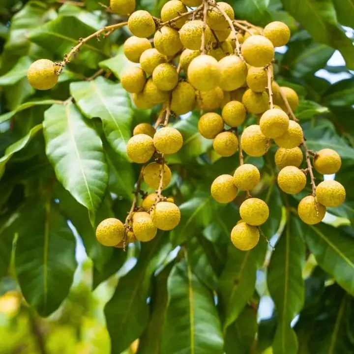 4 Season Longan