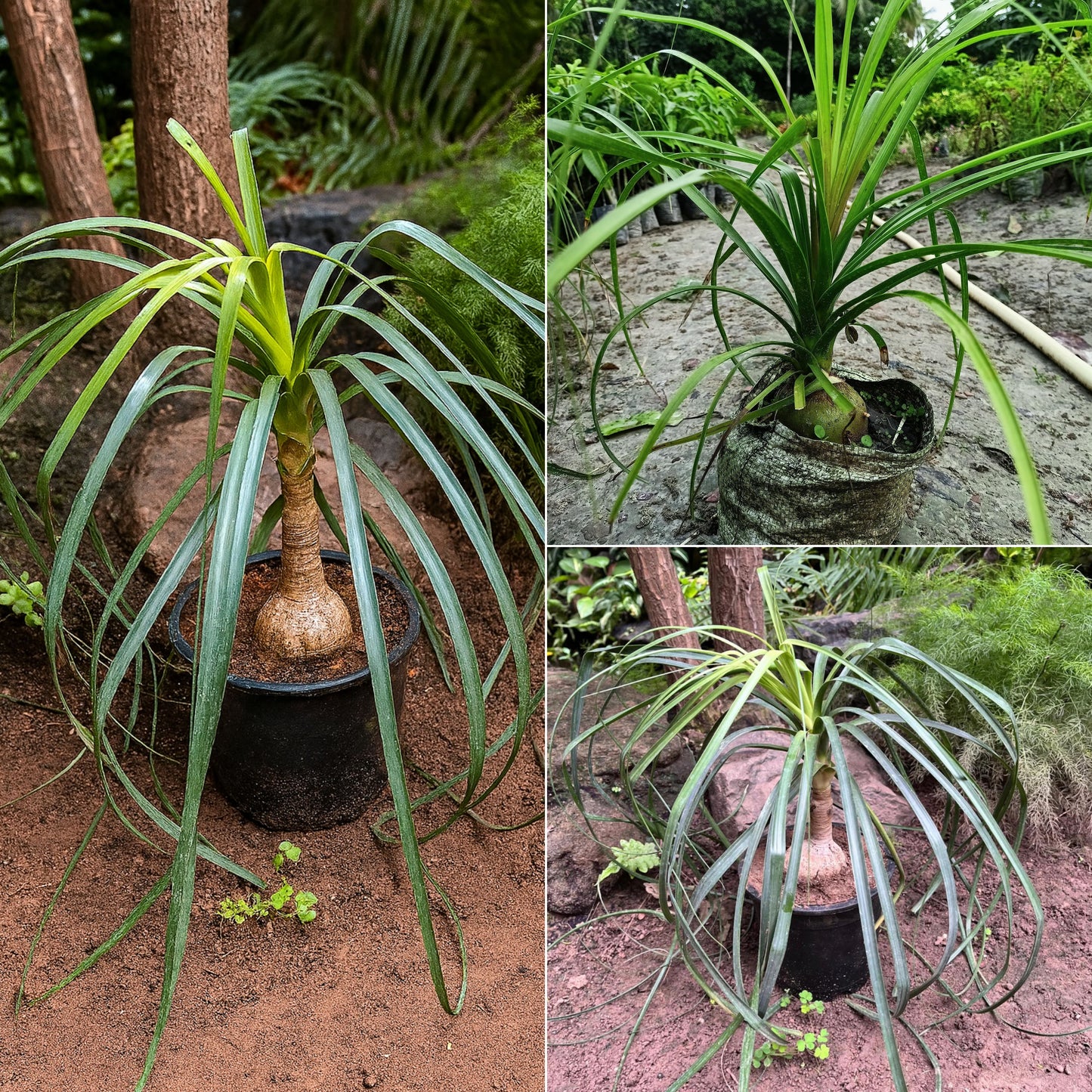 Nolina Plant