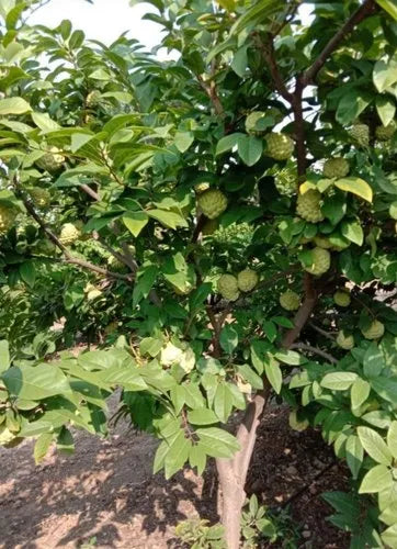 Balanagar Custard Apple