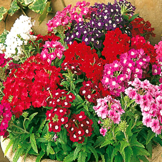 Verbena Quartz XP Series Flower Seeds