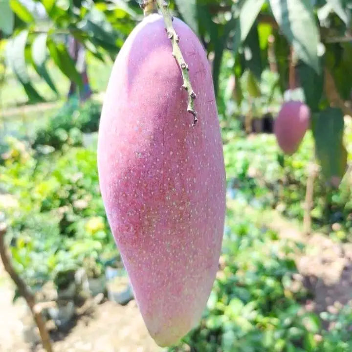 Red Ivery Mango