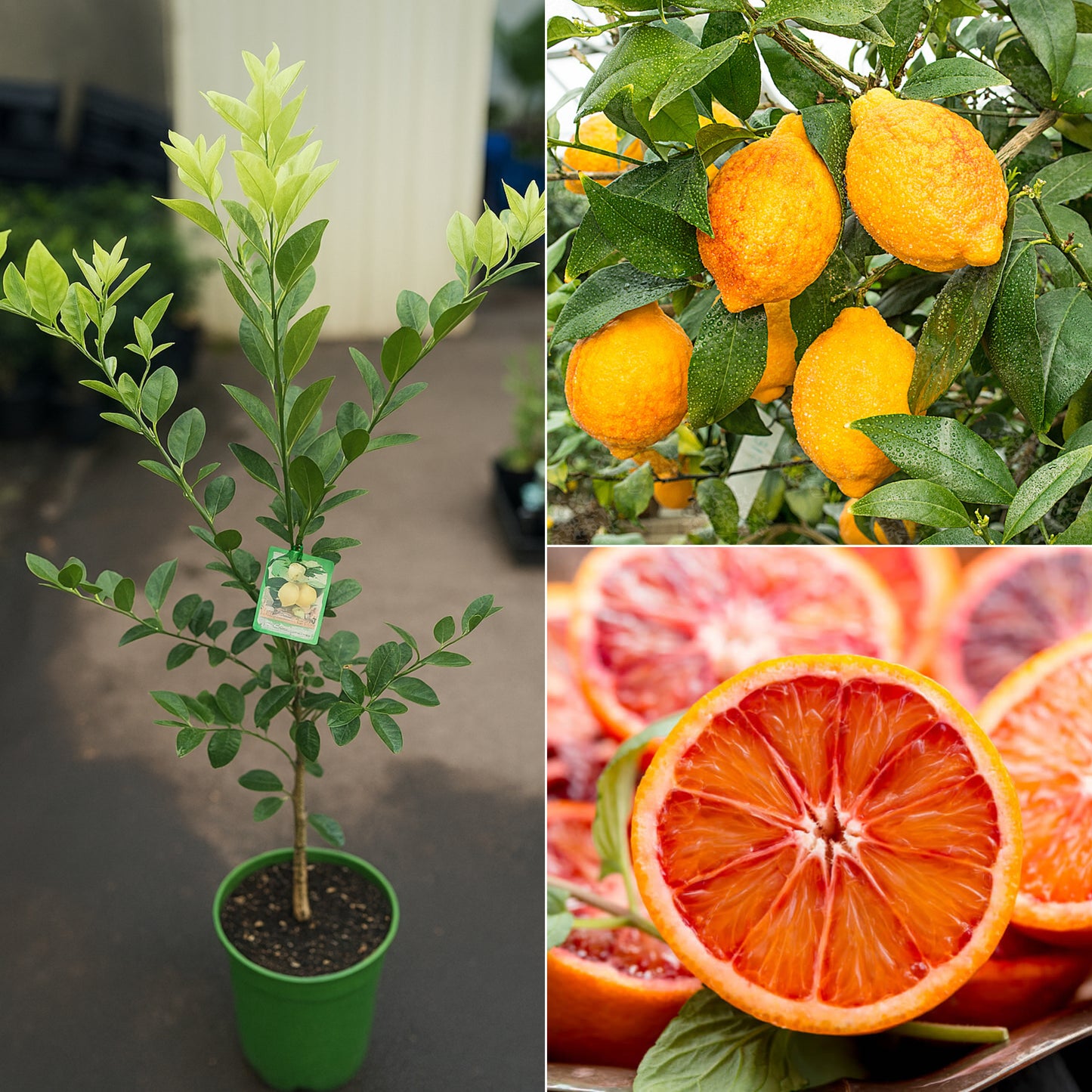 Red Lemon Plant