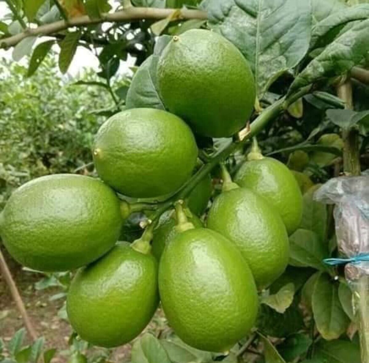 Seedless Lemon
