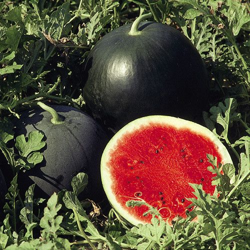Watermelon Sugar Baby Seeds