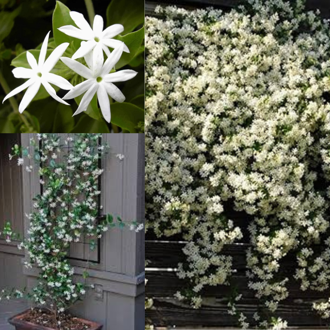 creeper plants /  વેલો [Velo]