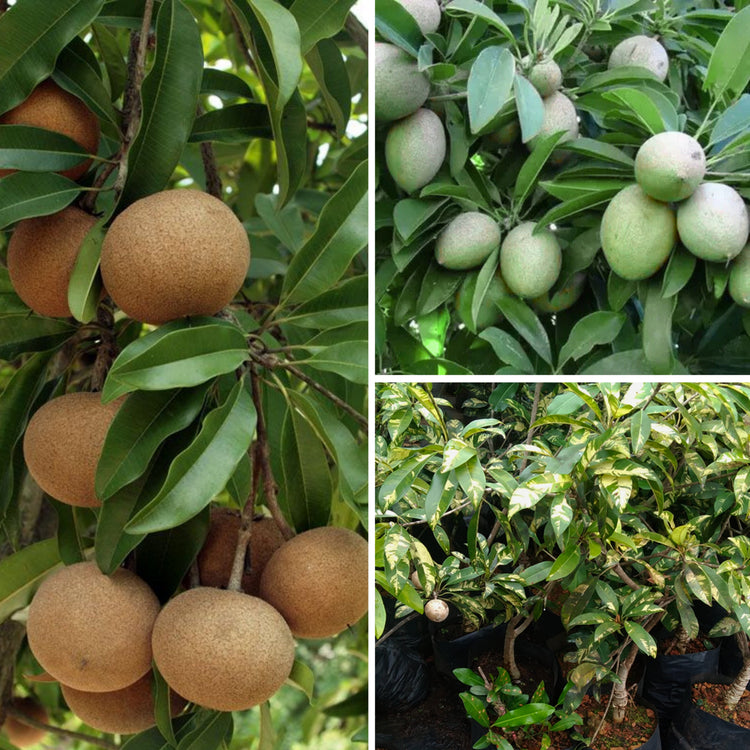 Fruits / ફળો