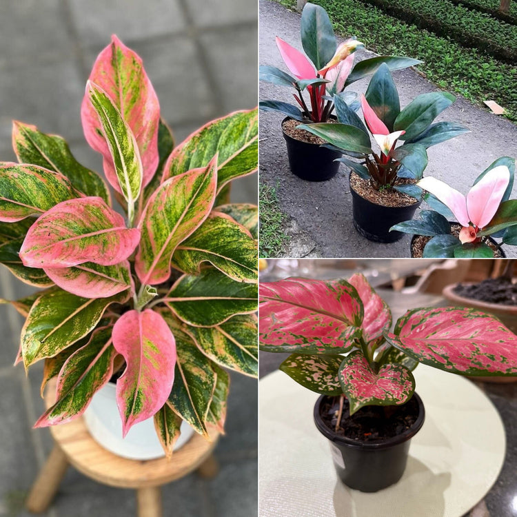 Indoor plants / ઇન્ડોર પ્લાન્ટ