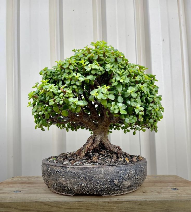 Bonsai /  બોંસાઈ