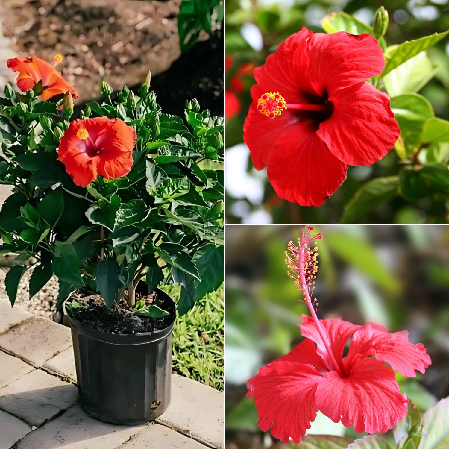 Flower plants / ફૂલ છોડ