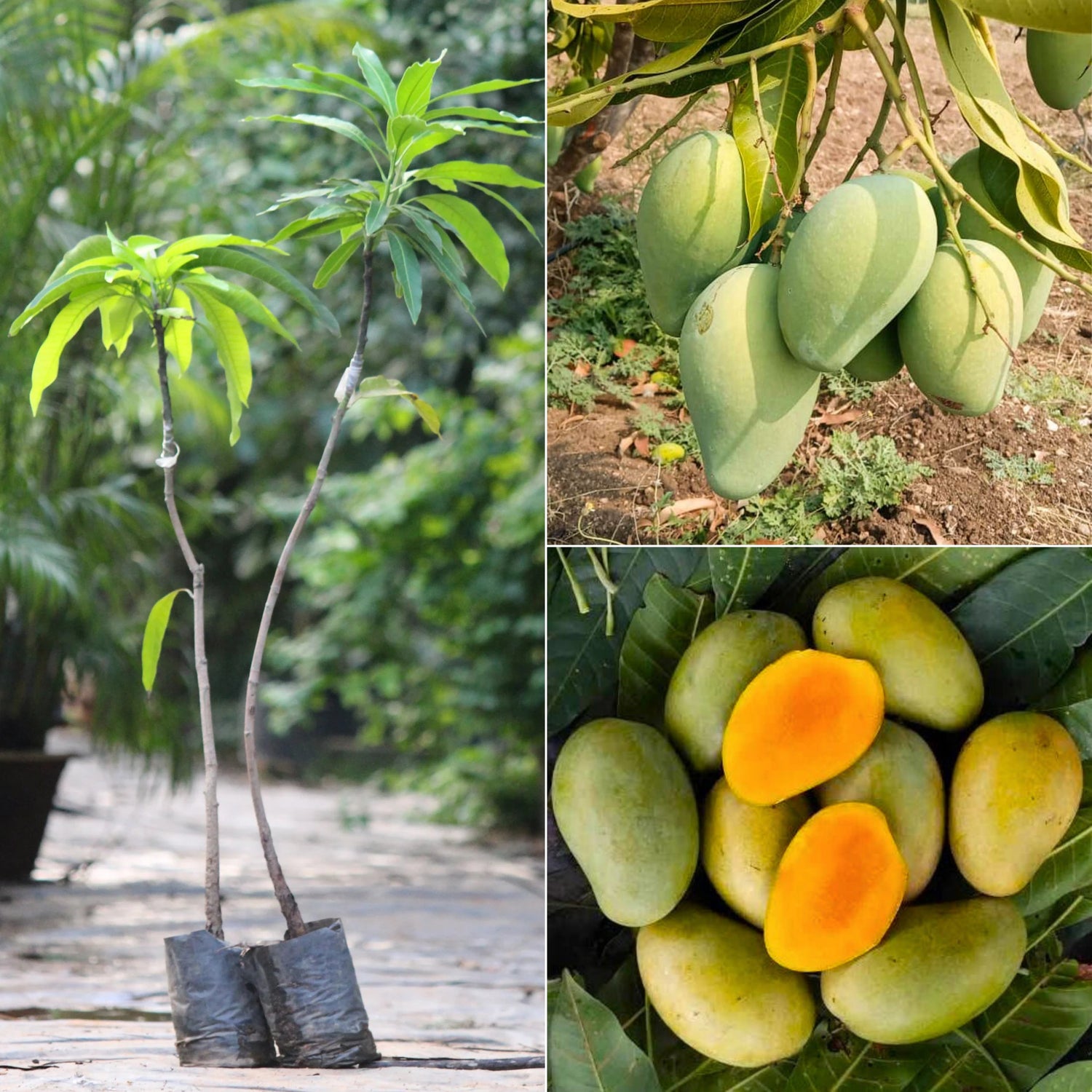 Mango plant / આંબો