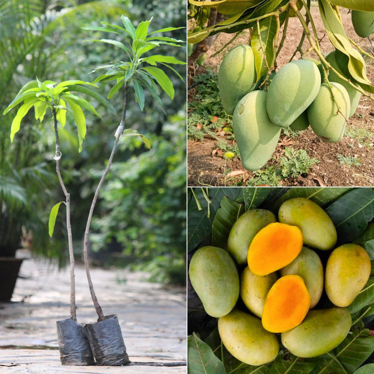 Mango plant / આંબો