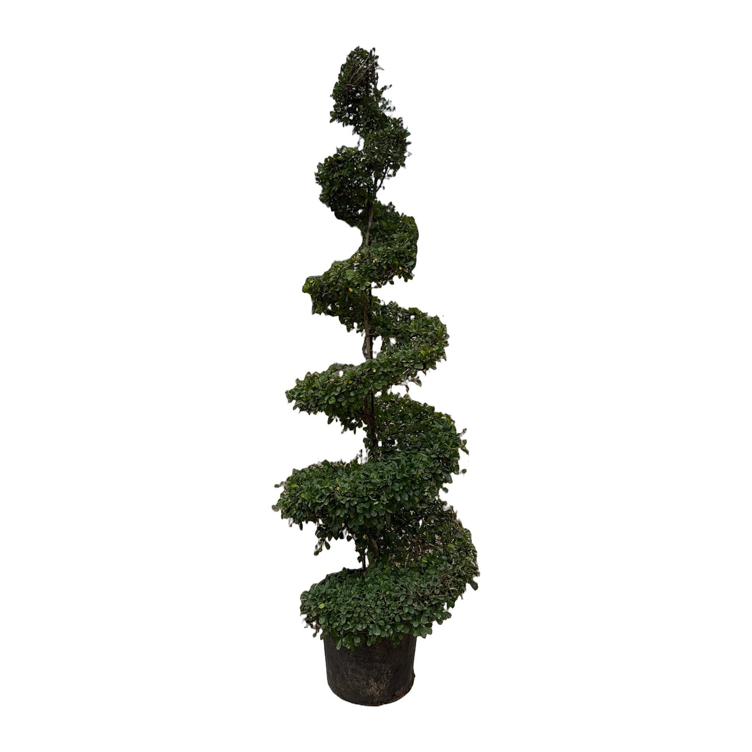 Topiary