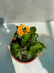 Kalanchoe plant