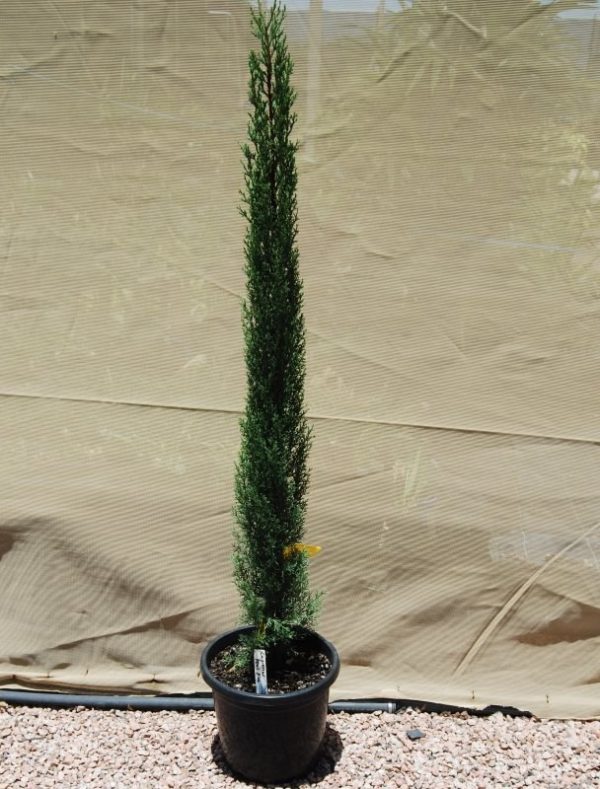 Pencil Pine