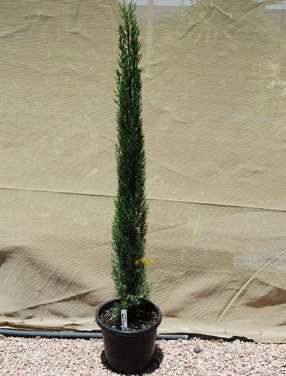 Pencil Pine