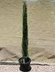 Pencil Pine