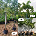 Foxtail Palm