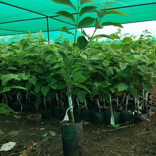 Golden Custard Apple