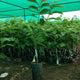 Golden Custard Apple