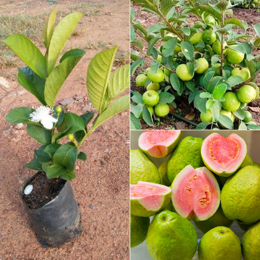 Pink Guava