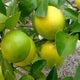Mosambi Lemon