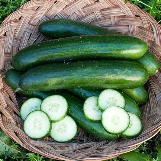 Cucumber Seeds