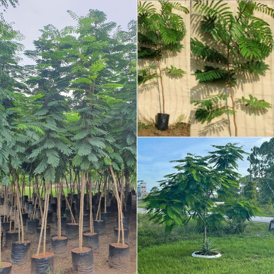 Peltophorum Palm