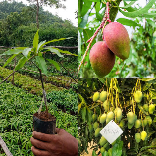 Sonpari Mango