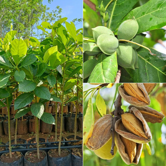 Almond