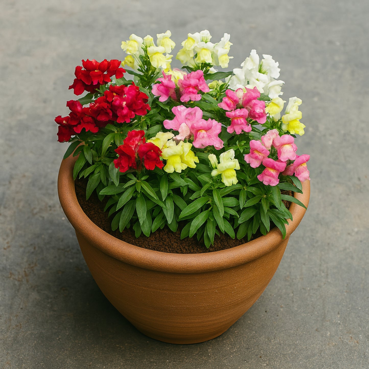 Tom Thumb Mixed 1 Get 1 Free [1200 SEED]