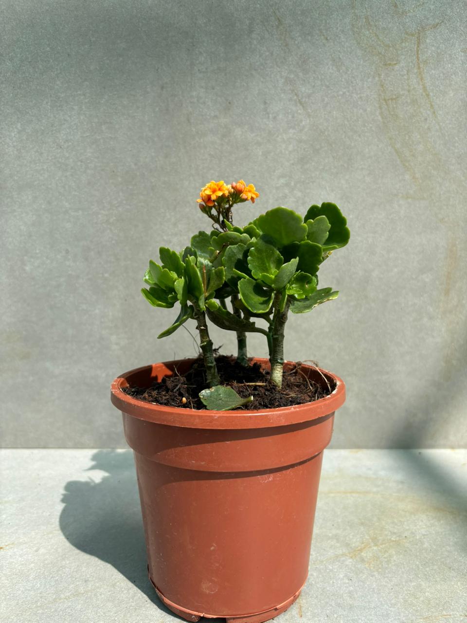 Kalanchoe plant