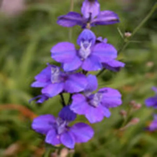 Imperial Mixed Flower Seeds