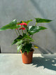 Anthurium plant