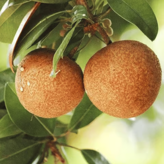 Live Grafted Cricket Ball Chikoo Plant – Get Fruit in Just 1 Year!