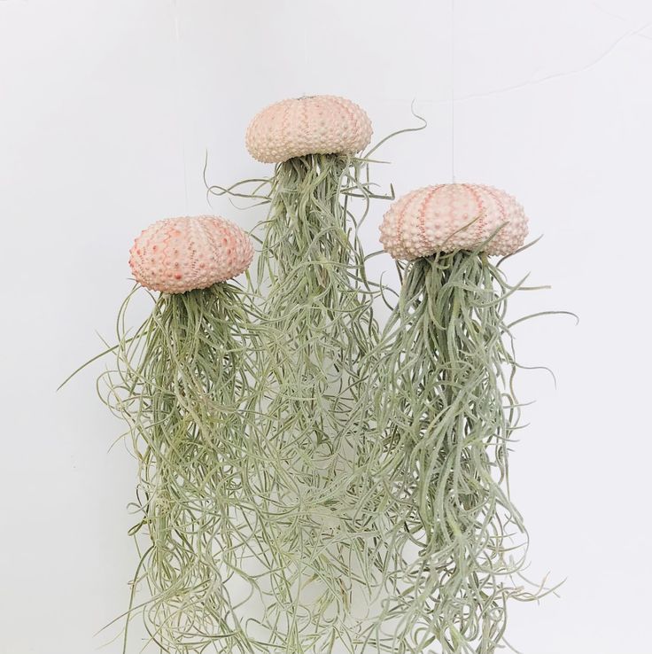 Spanish Moss Air Plant Pack Of 2