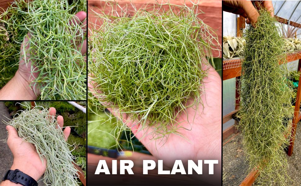 Spanish Moss Air Plant Pack Of 2