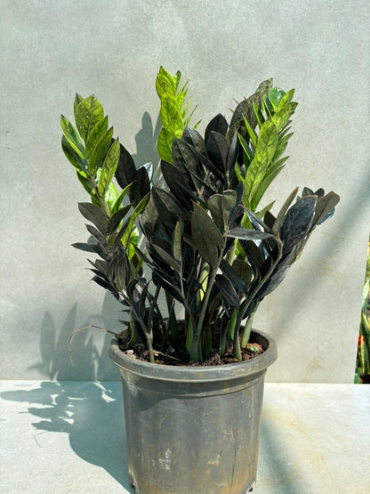 Black zamia / Raven ZZ plant