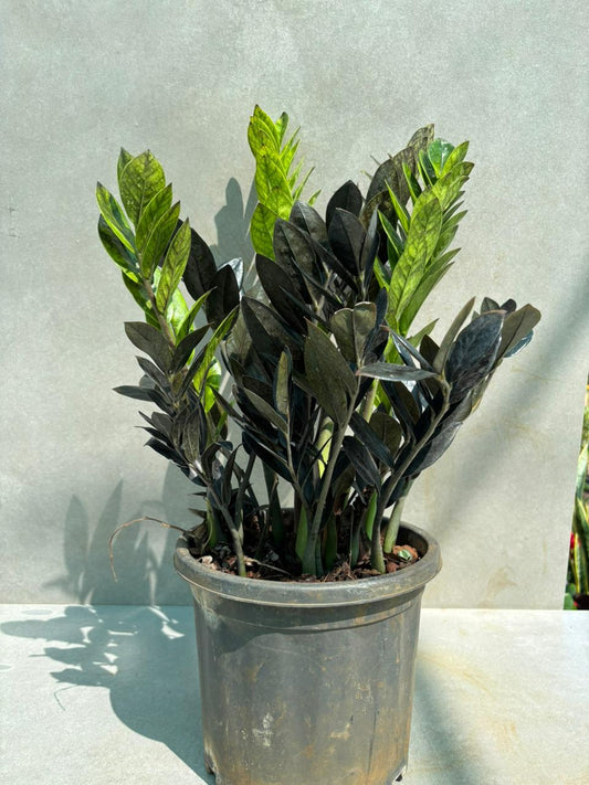 Black zamia / Raven ZZ plant