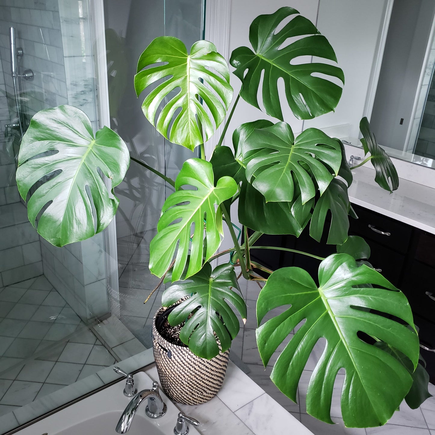 monstera
