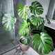 monstera