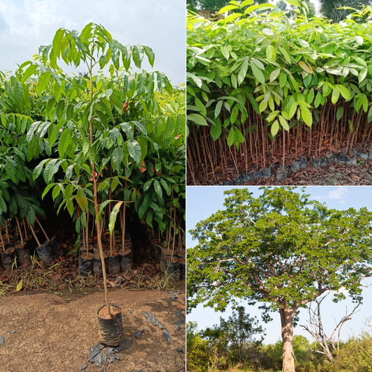 Mahaguni