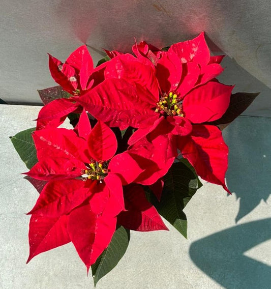 poinsettia plant