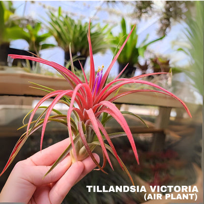 Tillandsia Victoria Air Plant Pack Of 2
