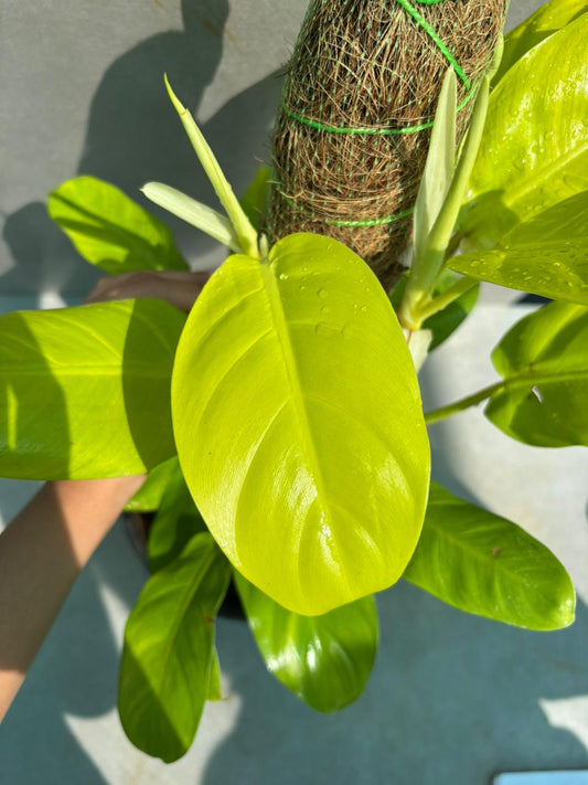 Golden Pothos
