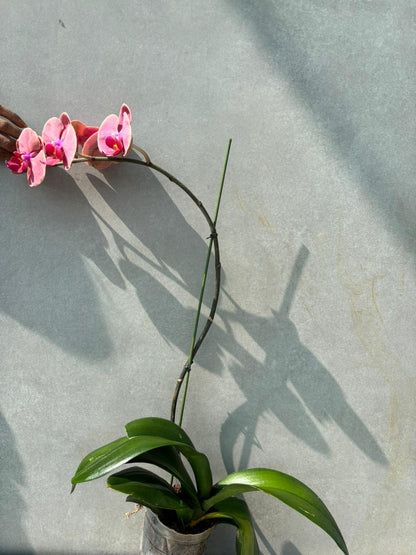 Orchid