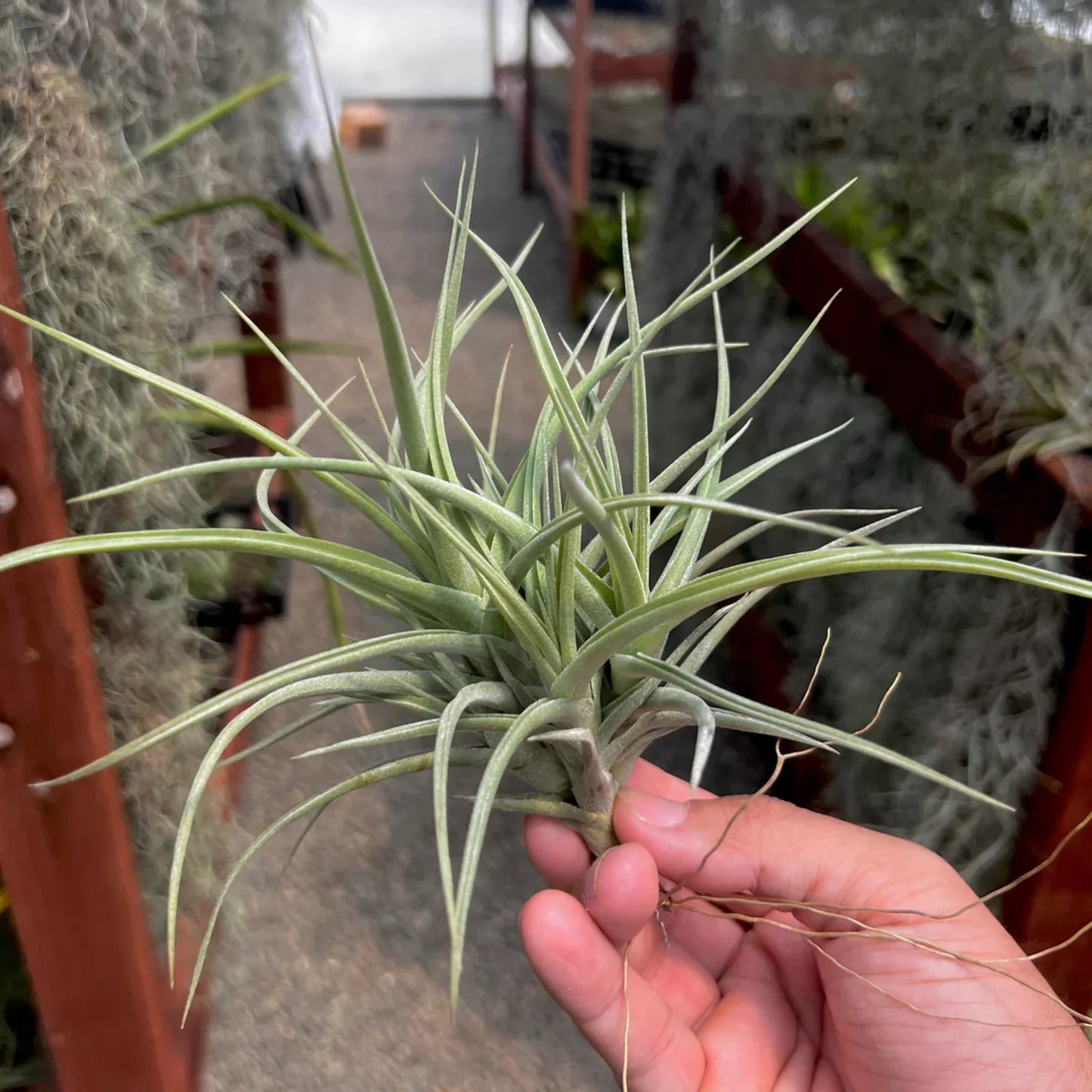 Tillandsia Pohliana Air Plant Pack Of 2